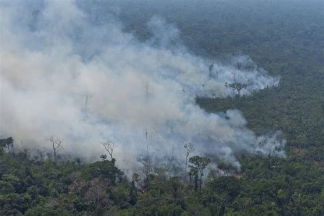  “Tesouro Perdido da Amazônia” – Uma Jornada Vibrante Através de Detalhes Intrigantes e Cores Explosivas!